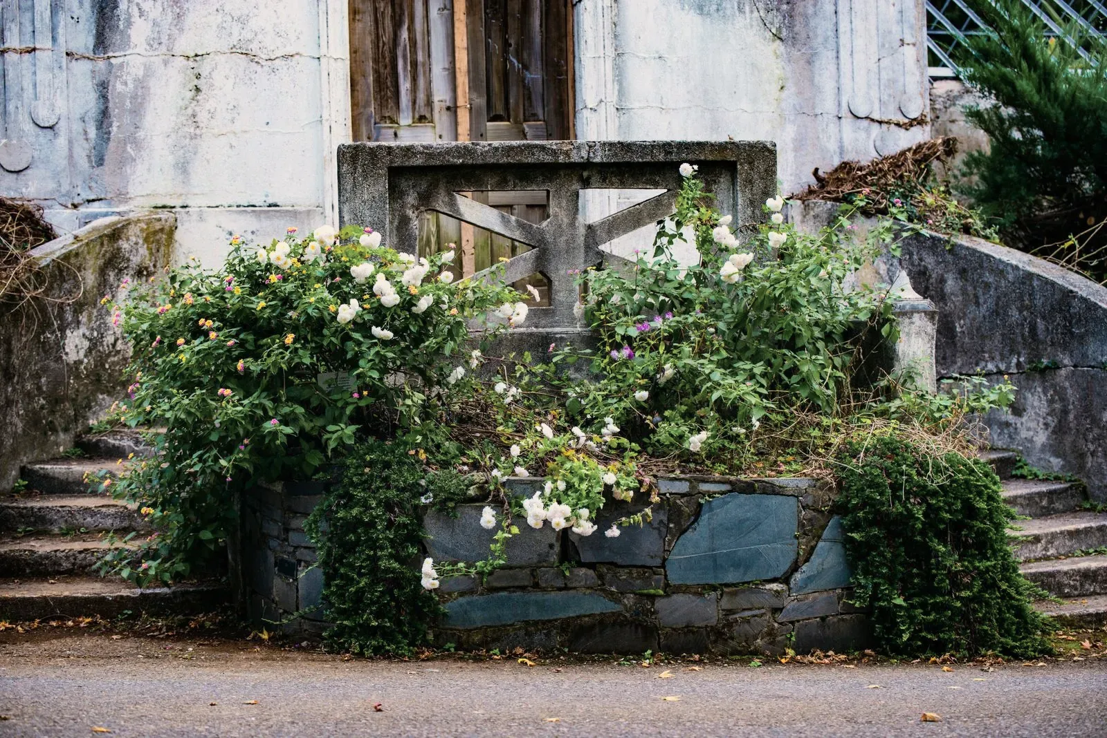 An overgrown garden bed, undergrowth closed over the planting.